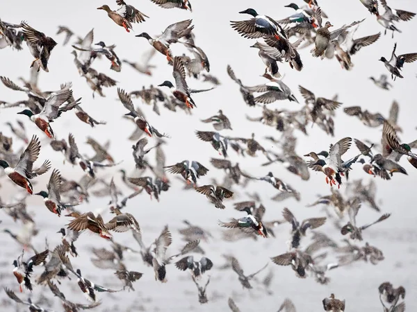 Flock Wild Ducks Flying Frozen River Wildlife Winter Season — Stock Photo, Image