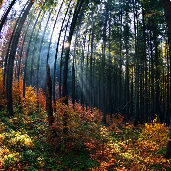 Varm Höst Landskapet Skogen Med Solen Casting Vacker Strålar Ljus — Stockfoto