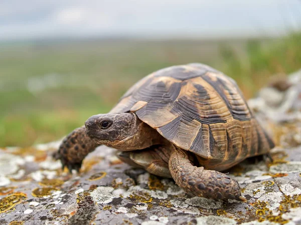 Шпоры Бедренной Черепахи Testudo Graeca Естественной Среде Обитания — стоковое фото