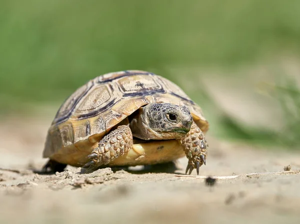 Θωρακισμένη Χελώνα Testudo Graeca Φυσικό Περιβάλλον — Φωτογραφία Αρχείου