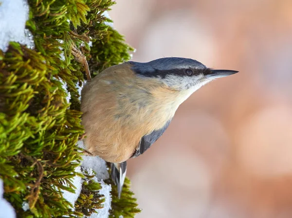 Nuthatch Fugl Naturlige Levesteder Sitta Europaea - Stock-foto