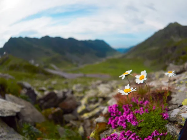 Korsar Karpaterna Rumänien Transfagarasan Mest Spektakulära Bergsvägarna Världen — Stockfoto