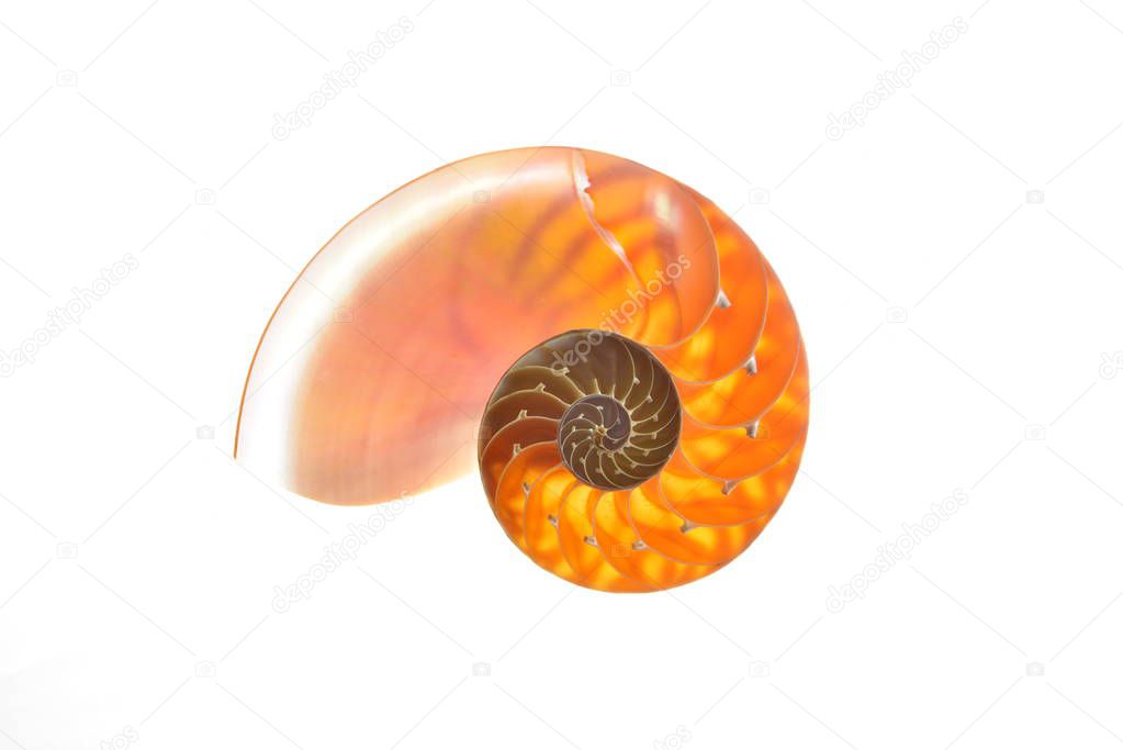 nautilus shell section isolated on white background