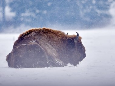 Avrupa bizonu (Bison bonasus) kışın doğal yaşam alanında
