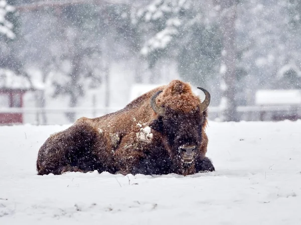 Európai Bölény Bison Bonasus Természetes Élőhelyen Télen — Stock Fotó