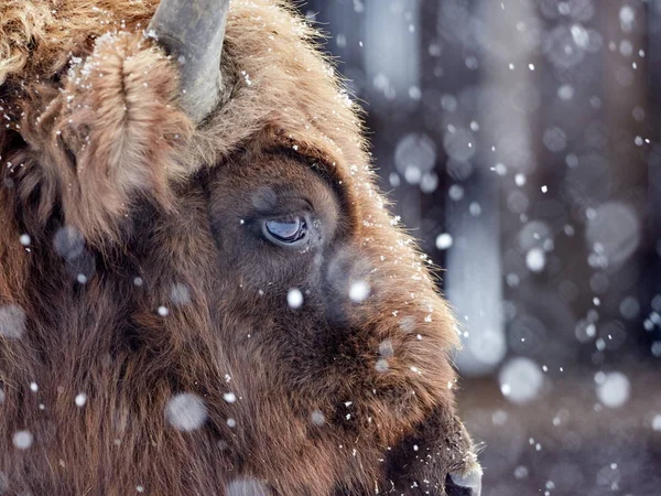 Bisonte Europeo Bison Bonasus Hábitat Natural Invierno Retrato Cerca —  Fotos de Stock