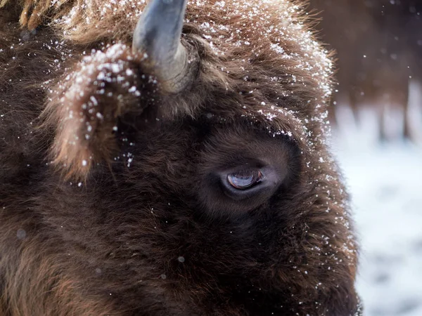 Bisonte Europeu Bison Bonasus Habitat Natural Inverno Retrato Close — Fotografia de Stock