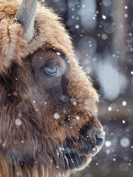 Europeisk Bison Bison Bonasus Naturliga Livsmiljö Vinter Närbild Porträtt — Stockfoto