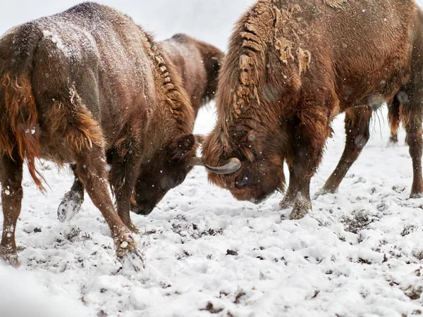 Avrupa Bizonu Bison Bonasus Kışın Doğal Yaşam Alanında — Stok fotoğraf