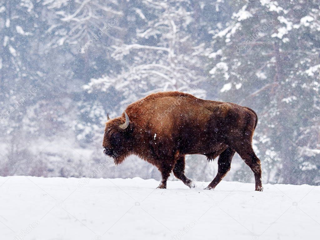 European bison (Bison bonasus) in natural habitat in winter