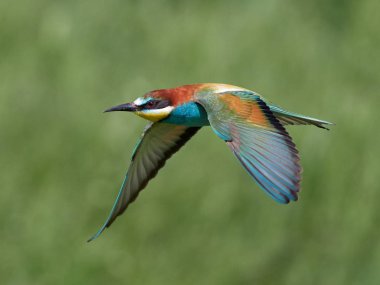 doğal yaşam alanı olarak Avrupa arı kuşugiller (arı kuşu apiaster)