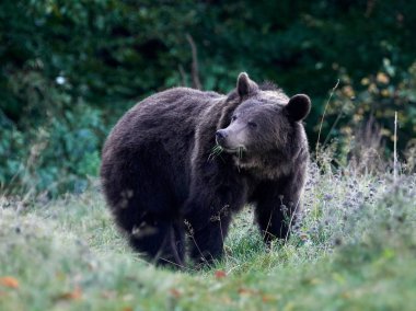 Avrasya kahverengi ayısı (Ursus arctos arctos), Avrupa kahverengi ayısı olarak da bilinir.