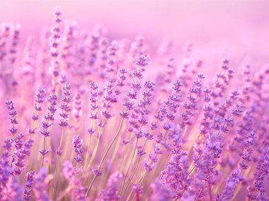 lavanta çiçekleri yaz alanında