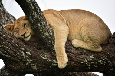 Afrika aslanı doğal park, Serengeti ağacında dinlenme