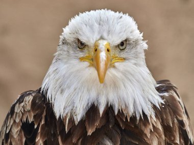 Kel kartal (haliaeetus leucocephalus) portre