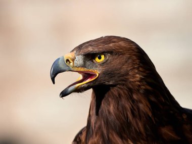Kaya kartalı (Aquila chrysaetos) portre