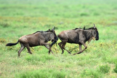 siyah wildebeest veya ak kuyruklu gnu (Connochaetes gnou) Tanzanya, Afrika