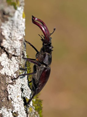 Stag Beetle - Lucanus cervus - doğal yaşam alanı