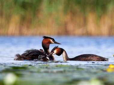 (podiceps cristatus gölde piliçle büyük batağan)