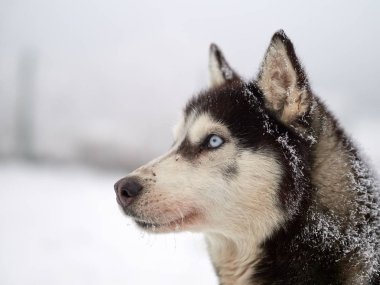 Sibirya Husky köpek portre Kışın açık