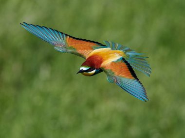 european bee-eater (Merops Apiaster) in natural habitat clipart