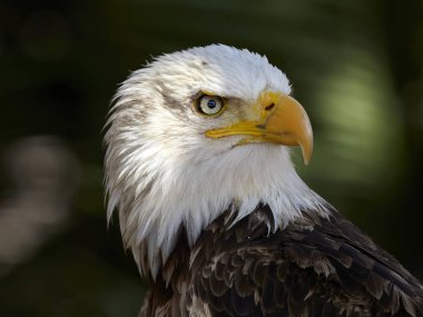 Kel kartal (haliaeetus leucocephalus) portre
