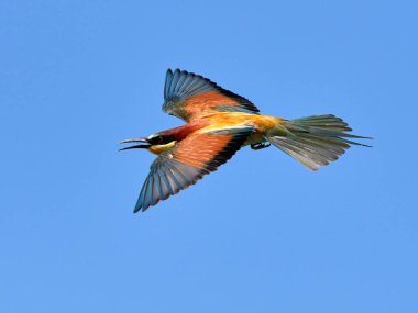 doğal yaşam alanı olarak Avrupa arı kuşugiller (arı kuşu apiaster)