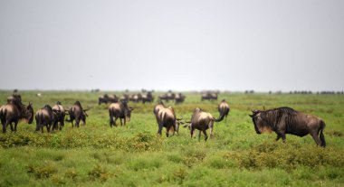siyah wildebeest veya ak kuyruklu gnu (Connochaetes gnou) Tanzanya, Afrika