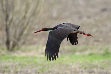 Bahar - Ciconia nigra doğal ortamlarında siyah leylek