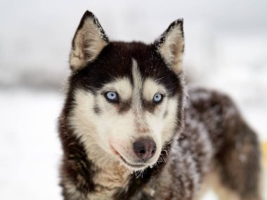 Sibirya Husky köpek portre Kışın açık