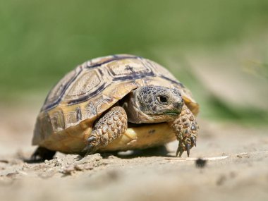 Doğal ortamında mahmuzlanmış kaplumbağa (Testudo graeca).