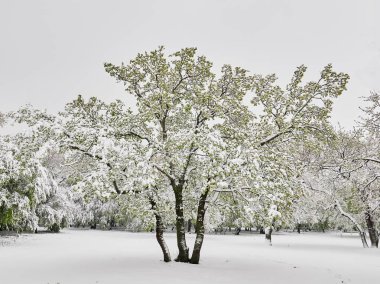 ağaçları kar altında yeşil yaprakları, Nisan ayında, Dobrogea, Romanya geç kar yağışı ile