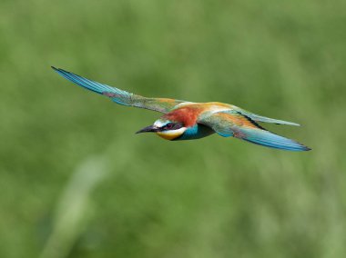 doğal yaşam alanı olarak Avrupa arı kuşugiller (arı kuşu apiaster)