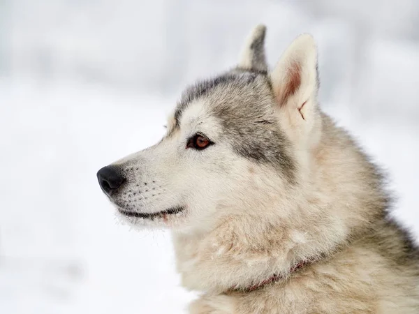 Siberian Husky Pies Portret Odkryty Zimie — Zdjęcie stockowe