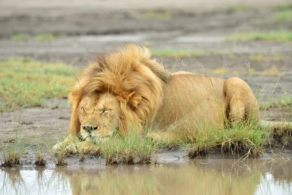 León Descansando Junto Agua Serengeti Tanzania África Oriental —  Fotos de Stock