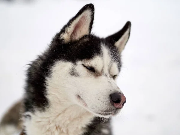 Siberian Husky Pies Portret Odkryty Zimie — Zdjęcie stockowe