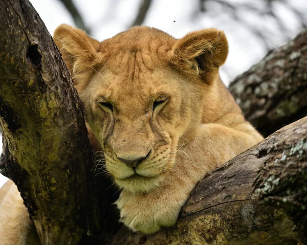 Afrikaanse Leeuw Rustend Een Boom Natuurlijke Park Serengeti — Stockfoto