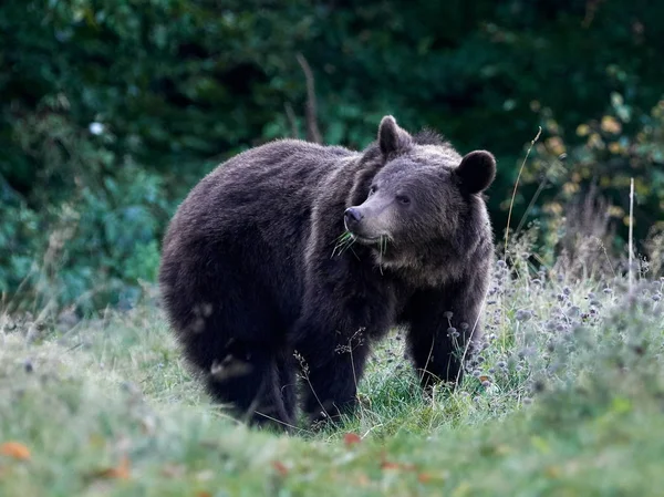 Eurasian brown bear (Ursus arctos arctos), also known as the European brown bear