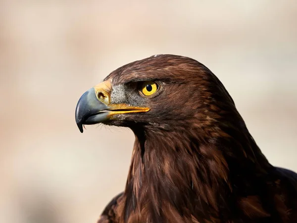 Golden Eagle Aquila Chrysaetos Portrait — Stock Photo, Image