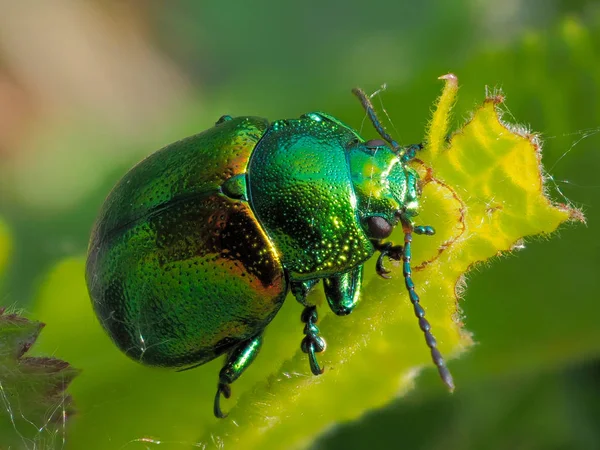 Kolorowe Bug Liść Cryptocephalus Sericeus — Zdjęcie stockowe