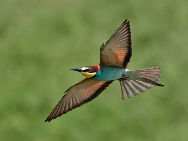 Doğal Yaşam Alanı Olarak Avrupa Arı Kuşugiller Arı Kuşu Apiaster — Stok fotoğraf