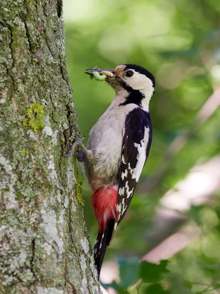 Middle Spotted Woodpecker Dendrocopos Medius Natural Habitat — Stock Photo, Image