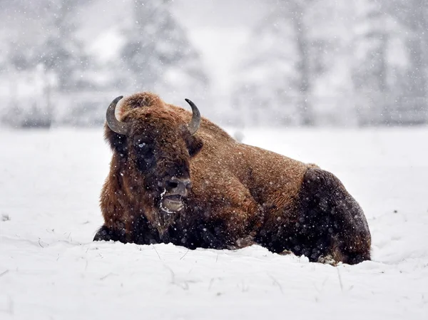 Europeisk Bisonoxe Bison Bonasus Naturlig Livsmiljö Vintern — Stockfoto