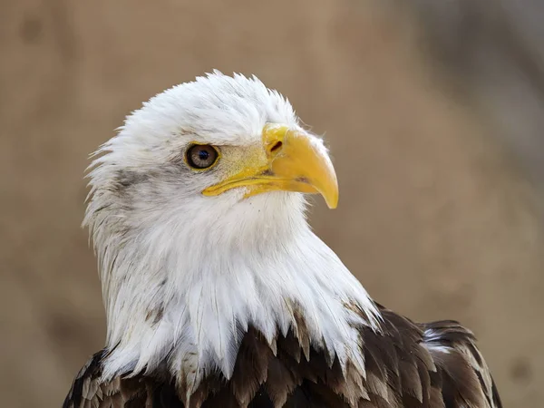 Águila Calva Haliaeetus Leucocephalus Retrato — Foto de Stock
