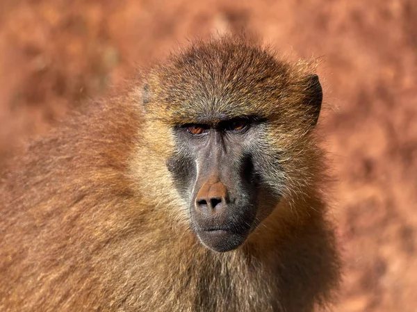 Rolig Apa Porträtt Bakgrund — Stockfoto