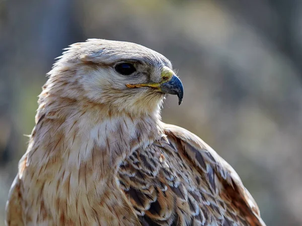 Cerf Volant Reposant Sur Roche Buteo Rufinus — Photo