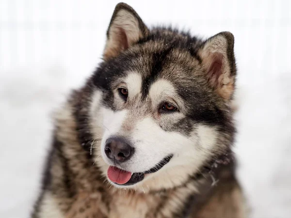 Siberian Husky Pies Portret Odkryty Zimie — Zdjęcie stockowe