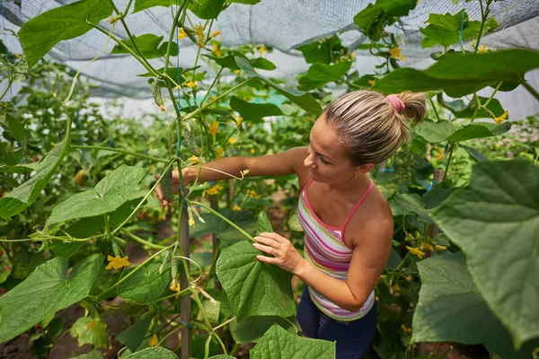 Joven Mujer Sonriente Recogiendo Verduras Frescas Jardín Verano —  Fotos de Stock