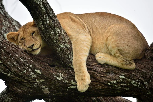Leão Africano Descansando Árvore Parque Natural Serengeti — Fotografia de Stock