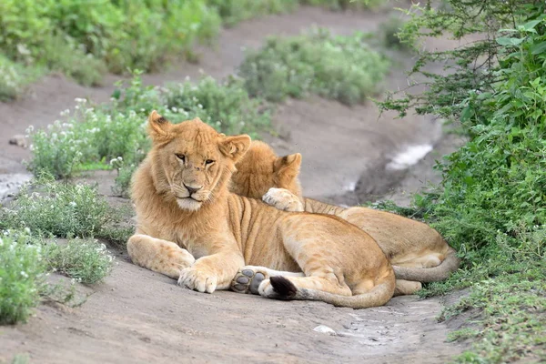 Lindos Cachorros Leones Descansando Parque Natural Africano —  Fotos de Stock